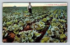 CA- California, Cabbage Field, Antique, Vintage Souvenir Postcard picture