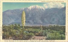 USA Yuccas Blooming On The Desert Against A Background Mt San Jacinto 03.34 picture