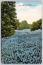 Blue Bonnets Texas State Flower Floral Field Abilene TX WOB Vintage PM Postcard picture