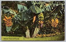Banana Tree Florida Tropical Fruit Linen Cancel 1964 Vintage Lutz AZ PM Postcard picture