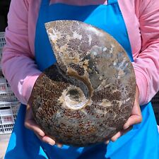 5.8LB Natural conch Fossil slice Sea Conch Crystal Mineral Specimen 1450 picture