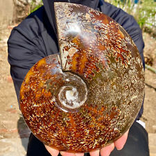 3.7LB Natural Fossil Snail Agate Fancy Cabochon Gemstones picture
