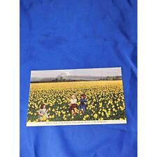 Daffodil Fields Of The Puyallup Valley Postcard Chrome Divided picture
