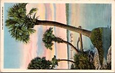 Postcard - Palmettos Of Florida picture