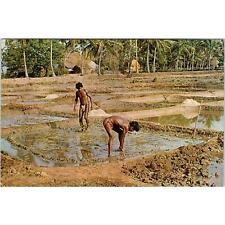 1985 Goa India Men Harvesting Salt Vintage Postcard PD8 picture
