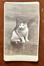 2 CDV Photos Of The Same Cat 1870s Prob Maine Photographer 1800s Antique Lot picture