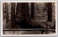 Postcard  RPPC Tunnel Tree Big Crater Santa Cruz Big Trees California picture