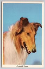 1959 Postcard A Lovable Friend Collie Dog picture