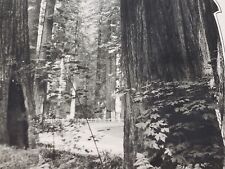 C 1951 The Redwoods Strauss Poem Tall Trees California RPPC Real Photo Postcard  picture