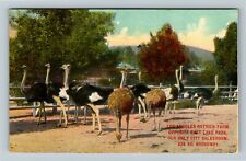 Los Angeles CA-California, Los Angeles Ostrich Farm Vintage Souvenir Postcard picture