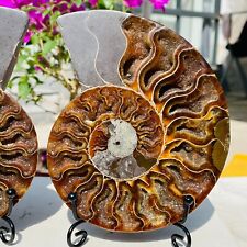 717g Rare A Pair Natural Conch Ammonite Fossil Crystal Geode Specimen Reiki picture