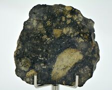 12.40g Eucrite Slice Monomict Basaltic Breccia - TOP METEORITE picture