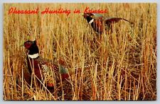 Ringneck Pheasant Hunting in Tall Grass Kansas Postcard UNP picture