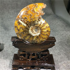 300+g Natural ammonite fossil conch Quartz Crystal specimen healing energy 1PC picture