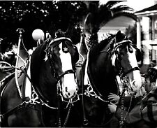 Vtg Original 1970's B&W Photo Rose Parade Horses Pasadena CA USA 8x10 picture