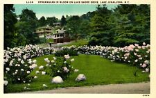 Postcard hydrangeas in bloom on Lake shore Drive Lake Junaluska North Carolina picture