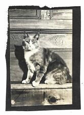 Vintage Old 1910s Photo of a Cute Farm CAT Kitty Part White with Calico Pattern  picture