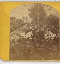 Interior Conservatory Grounds of E.C. Selover Auburn NY Stereoview picture