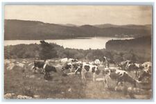 1906 Cow Herd Lake Town View Munsonville NH RPPC Photo Posted Postcard picture