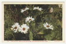 GIANT DAISIES YELLOWSTONE NATIONAL PARK UNP Vintage WY Wyoming WB Postcard picture