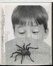 1969 Press Photo Alan Reynolds looks at large tarantula in Chanute, Kansas picture