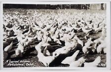 Petaluma California CA Typical Scene Hundreds Of Chicken Farm 1941 Rppc Postcard picture