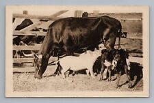 Pig Feeding from Cow Odd Weird Silly Farm RPPC Real Photo Postcard picture