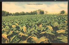 Early Tobacco Fields Kentucky Historic Vintage Postcard picture