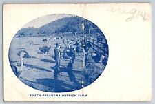 Postcard South Pasadena Ostrich Farm  California     E 6 picture