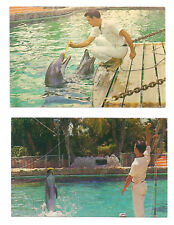 Cape Coral Gardens Florida FL Postcards Porpoise Performing picture