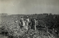 Group Of Farm Workers Standing In Field B&W Photograph 2.5 x 3.5 picture