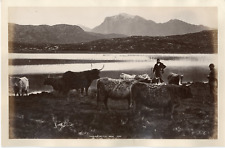 G.W.W., UK, Highland Cattle Vintage Albumen Print. English Photographer George  picture