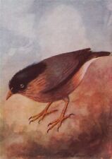 INDIAN BIRDS. The Brahminy or Black-headed Myna 1943 old vintage print picture picture