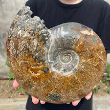 9.7lb Natural Beautiful Ammonite Fossil Conch Crystal Specimen Healing picture