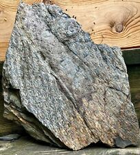 Giant Carboniferous Lepidodendron Scale Tree 17” Museum Grade Lycopod Fossil picture