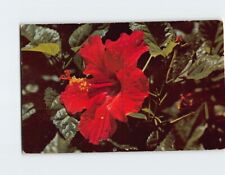 Postcard Beautiful Hibiscus Flower picture