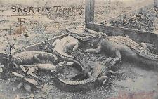 Sulphur Alligator Farm Sulphur Oklahoma 1909 postcard picture
