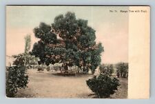 A Mango Tree With Fruit, Vintage Postcard picture