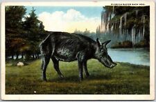 Florida Razor Back Hog Eating In The Pastures Mammal Animal Postcard picture