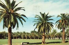 New Orleans LA Louisiana, City Park, Palm Trees, Vintage Postcard picture