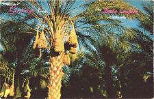 Picturesque Date Palms, Greetings From The Date Empire, California Postcard picture