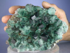 LARGE GEMMY GREEN ROGERLEY FLUORITE CRYSTALS, STRONG BLUE DAYLIGHT FLUORESCENT picture