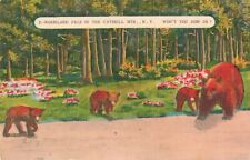 Catskill Mts. NY New York Mama Bear with Three Cubs Postcard E191 picture
