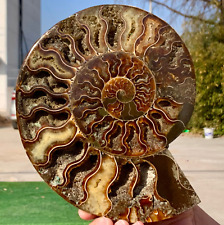 2.38LB Rare Natural Tentacle Ammonite FossilSpecimen Shell Healing Madagascar picture