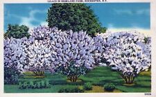 Lilacs in Highland Park, Rochester, New York. Linen Unposted Postcard picture