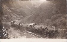 RPPC, B. B. BAKOWSKI, 1910, SHANIKO STAGES IN COW CANYON, OREGON picture