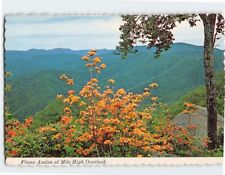 Postcard Flame Azalea at Mile High Overlook, Tennessee picture