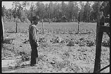 Eroded land,south Georgia,near Atlanta,GA,Farm Security Administration,FSA,1 picture