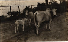 Brahman Cows and Calf Cattle Farm Yard RPPC Photo Postcard 1910-20s picture