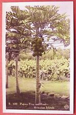 1940's Papaia Tree & Fruit Hawaiian Islands Tinted RPPC picture
